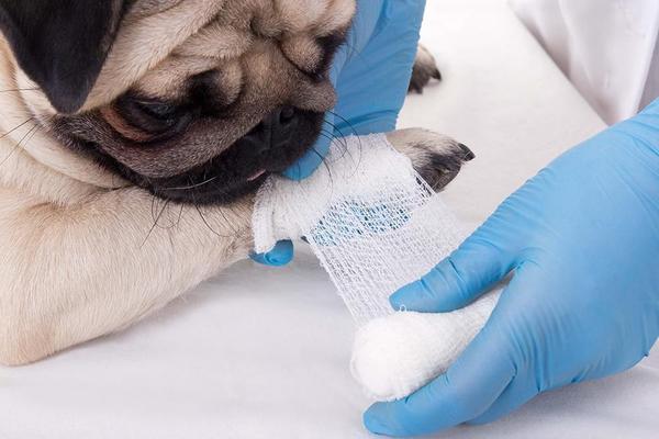Pet First Aid Kit
